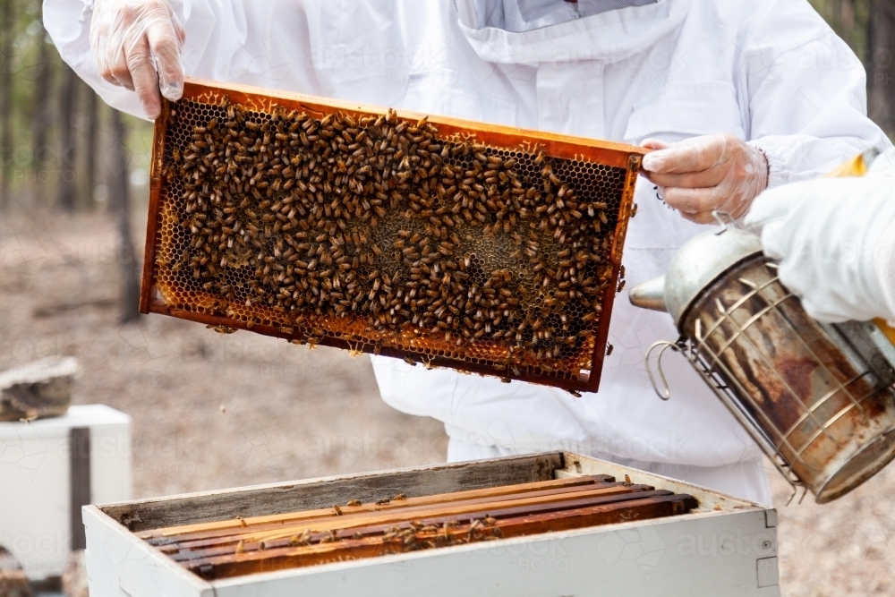 Beekeeper harvesting frames of honey from beehive Super - Australian Stock Image