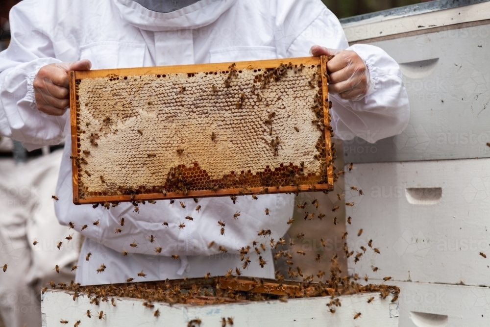 Beekeeper harvesting frames of honey from beehive Super - Australian Stock Image