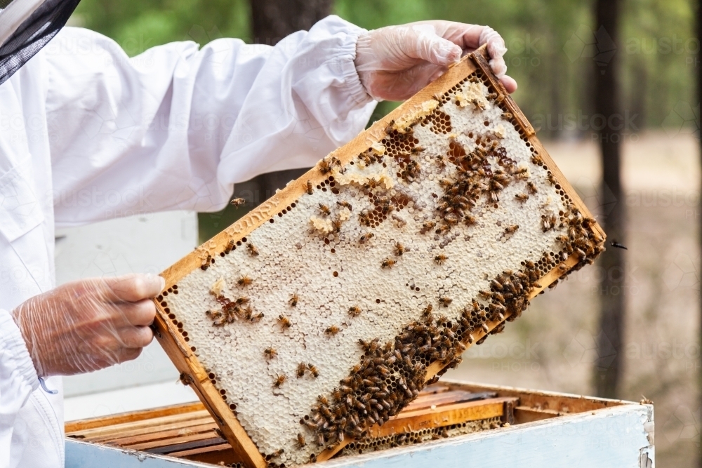 Image of Beekeeper lifting capped honeycomb from beehive - Austockphoto