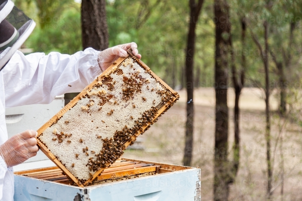 Beekeeper lifting capped honeycomb from beehive - Australian Stock Image