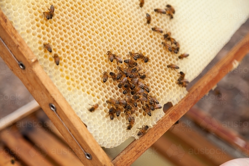 Bees filling new honeycomb with honey - Australian Stock Image