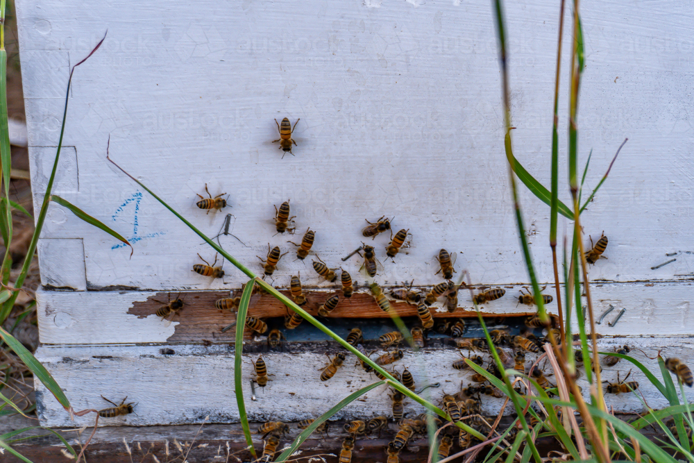 Bees on a bee hive - Australian Stock Image