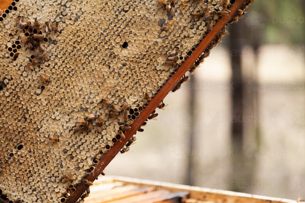 Bees on capped honeycomb frame - Australian Stock Image