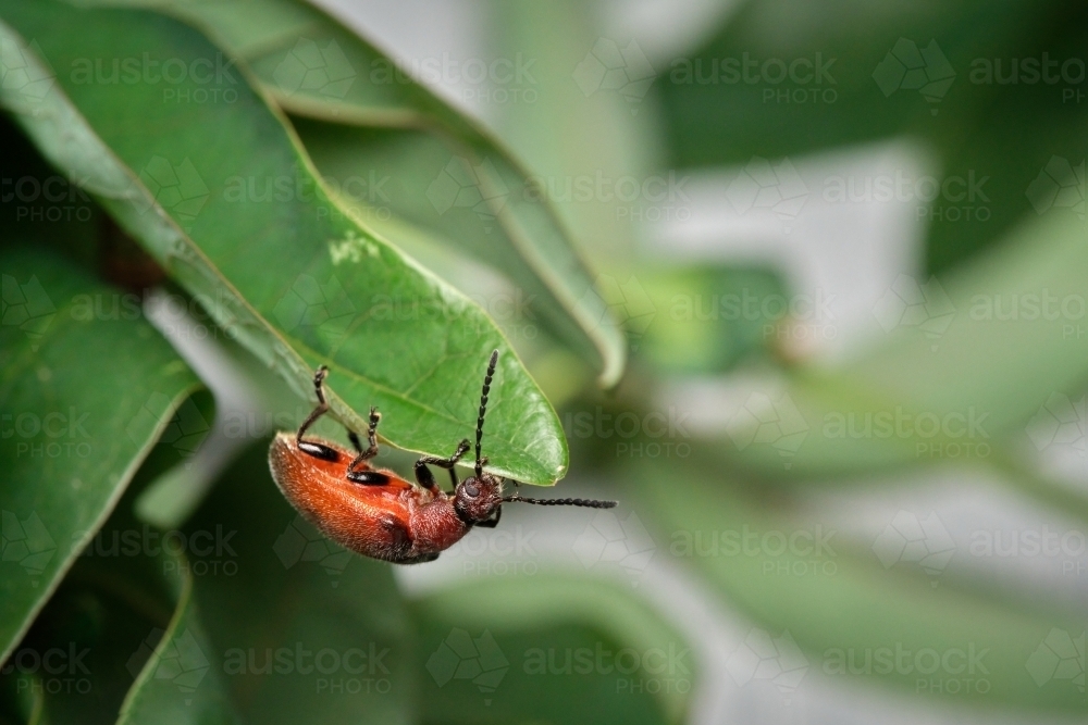 Beetle on Underside of Green Leaf - Australian Stock Image