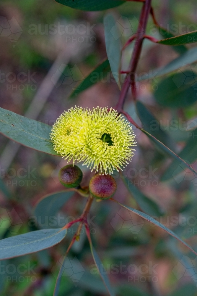 Bell-fruited mallee - Australian Stock Image