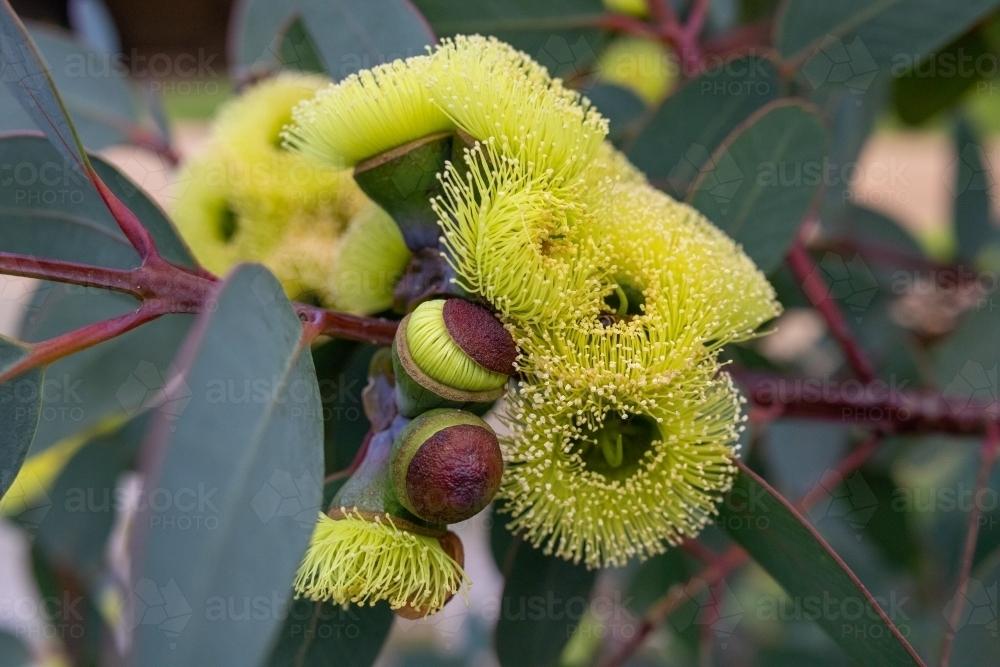 Bell-fruited mallee in flower - Australian Stock Image