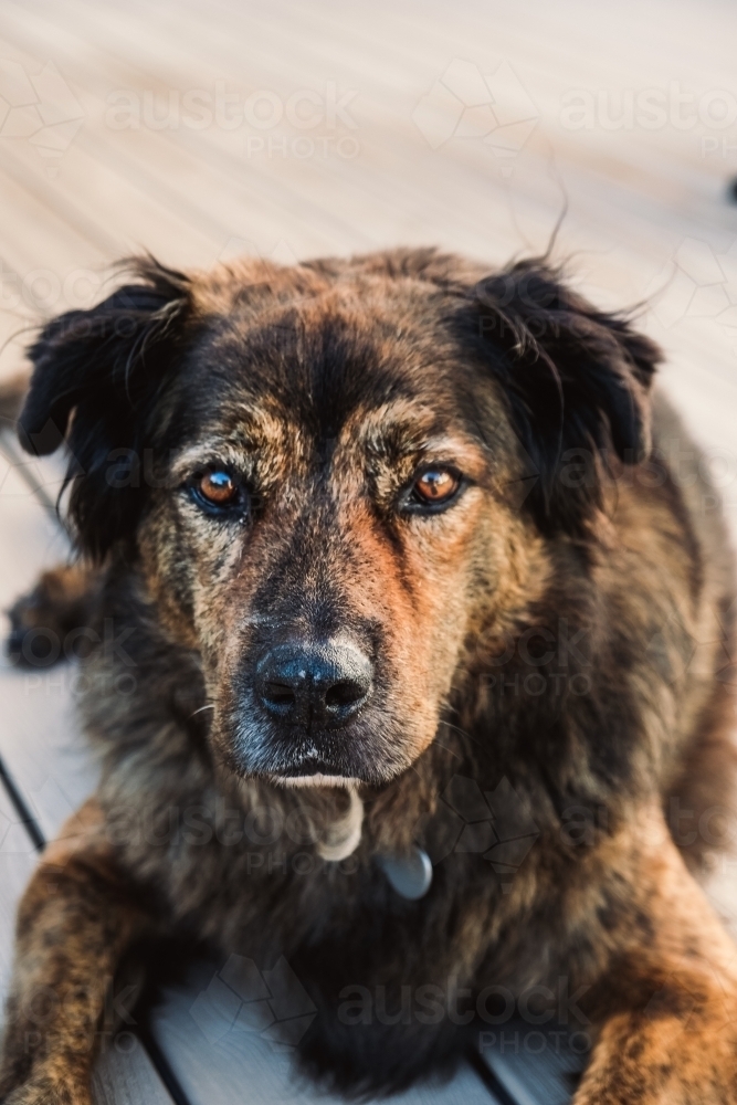 Big beautiful dog looks at camera. - Australian Stock Image