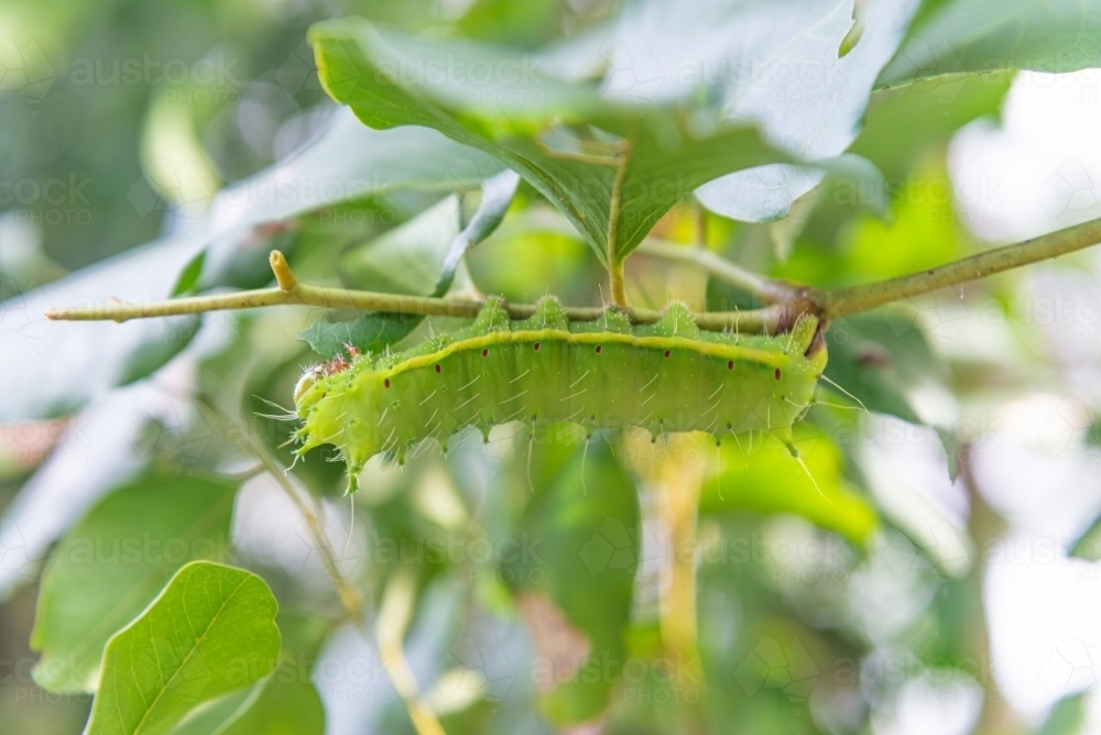 image-of-big-catepillar-austockphoto