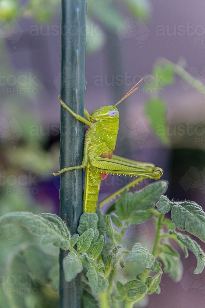 Big grasshopper on tomato plant - Australian Stock Image