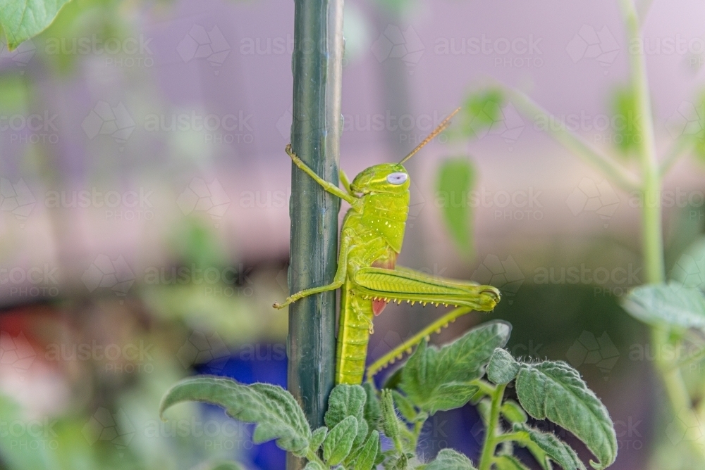 Big grasshopper on tomato plant - Australian Stock Image