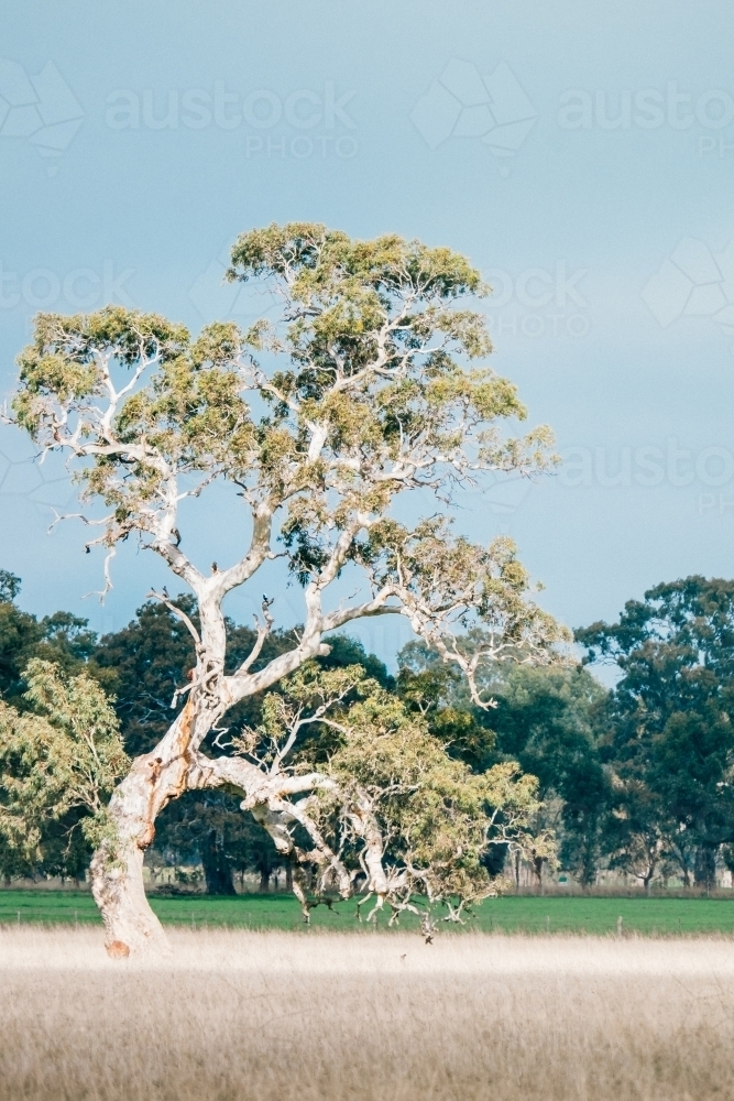 Big river gum tree with winter grass. - Australian Stock Image