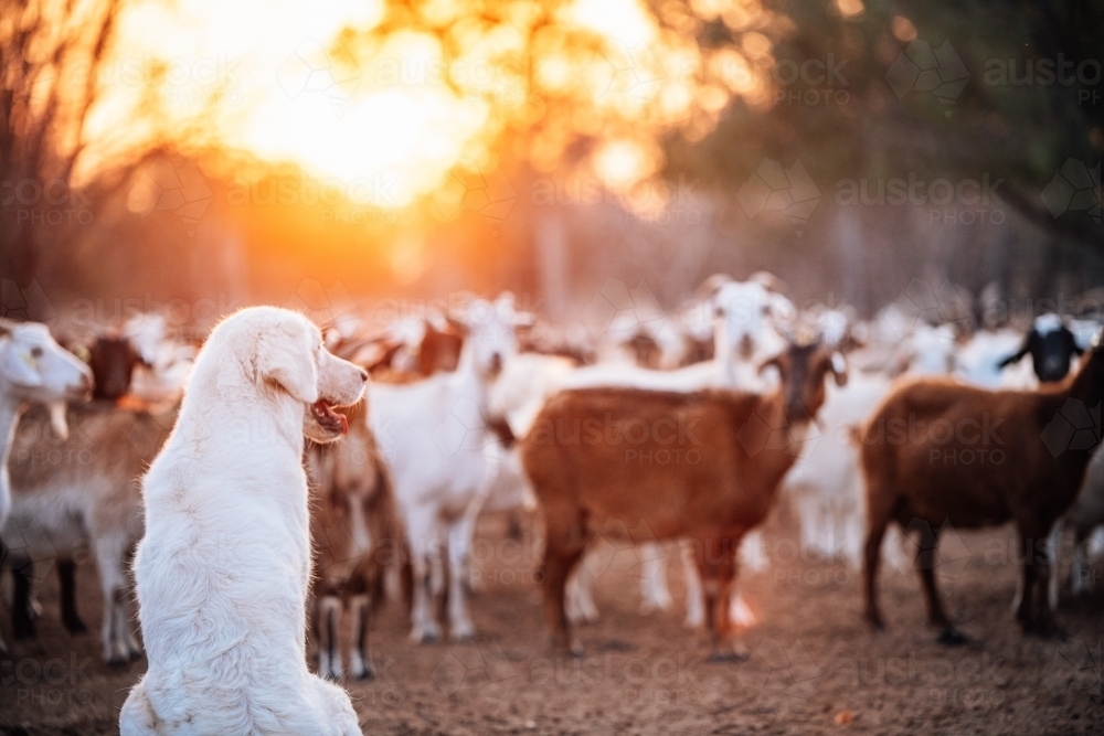 Big white hairy dog watching goats in a yard with the sunset behind - Australian Stock Image