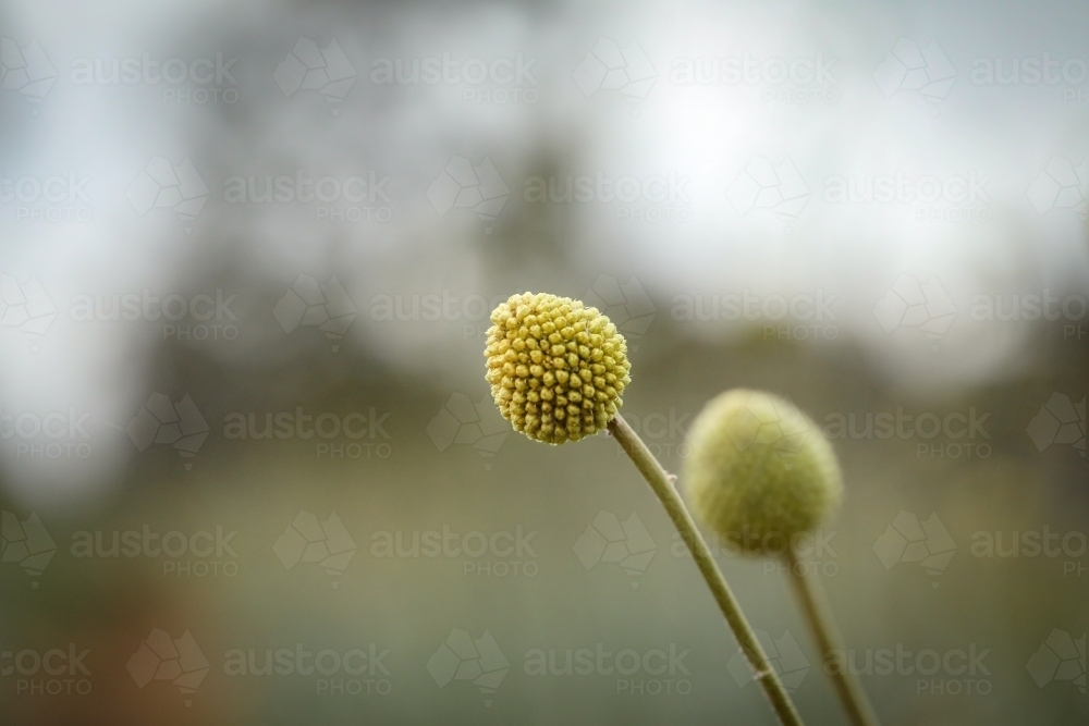 Billy Button wildflower in bloom on flower farm - Australian Stock Image