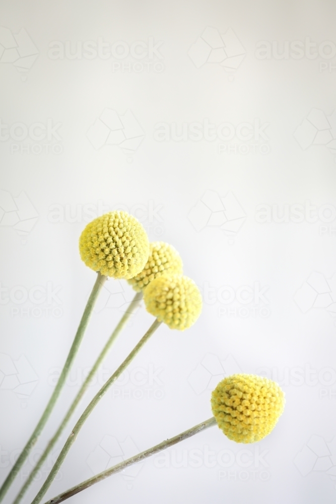 Billy Buttons blooms on white background - Australian Stock Image