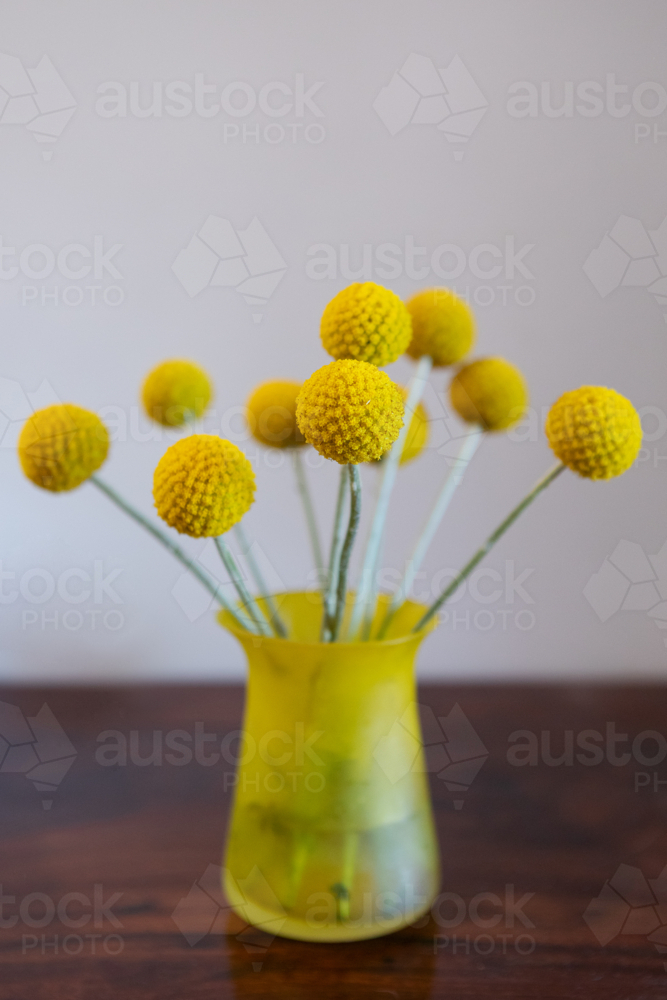 Billy Buttons in yellow vase with grey background - Australian Stock Image