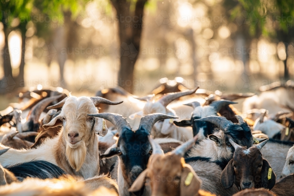 Billy goats standing together in a group - Australian Stock Image