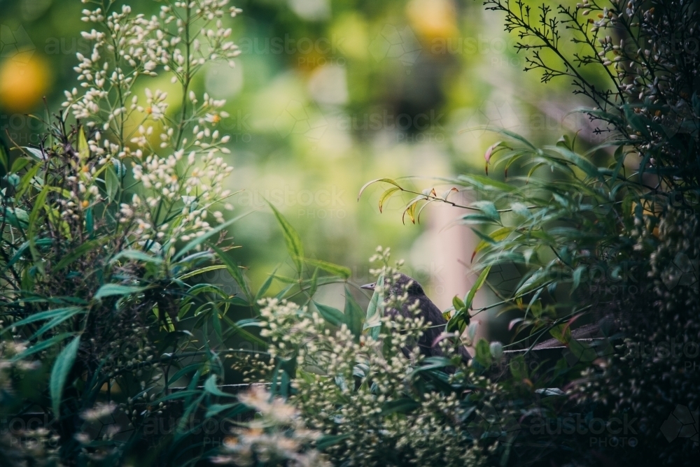 Bird hidden in garden greenery - Australian Stock Image