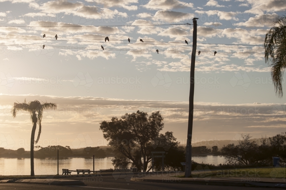 Birds on telegraph wires at sunset - Australian Stock Image