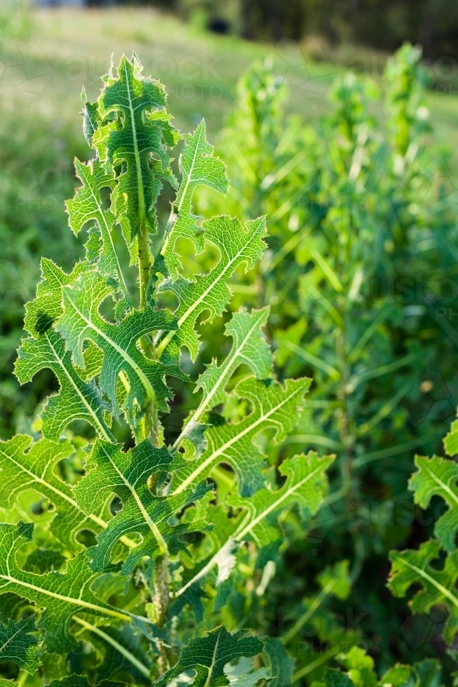 Bitter lettuce, weed growing wild in empty lot - Australian Stock Image