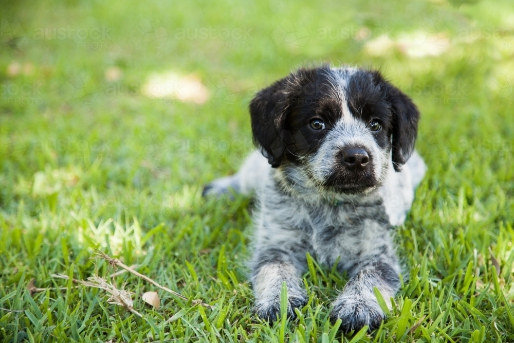 Black and grey cross breed puppy on the green lawn - Australian Stock Image