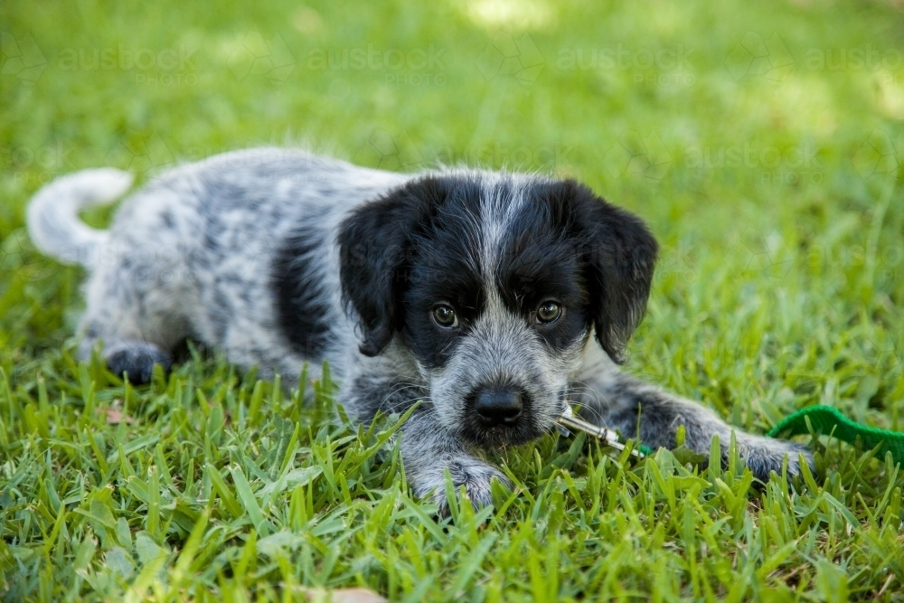 Black and grey cross breed puppy on the green lawn - Australian Stock Image