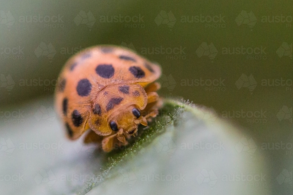 Black and orange ladybug on leaf - Australian Stock Image