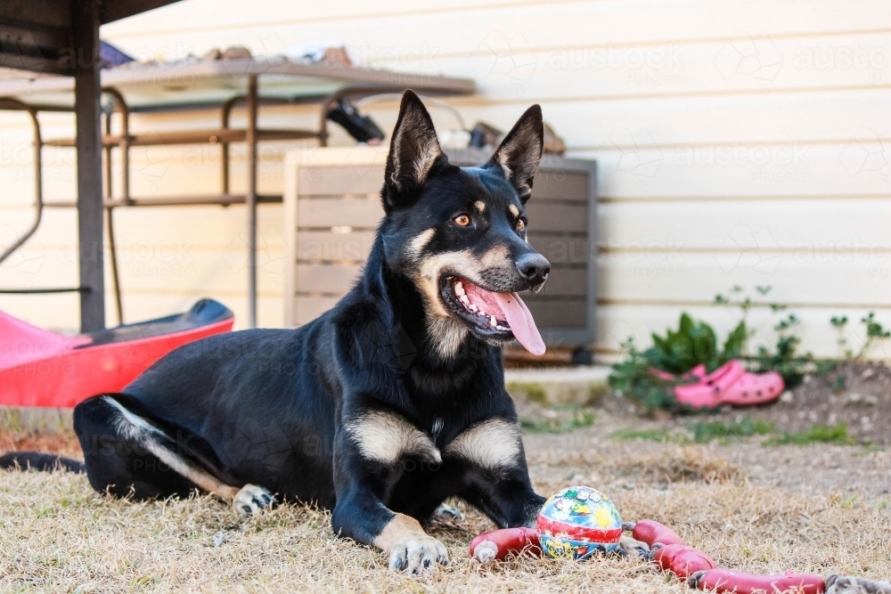 Black and tan kelpie dog in backyard with toys - Australian Stock Image