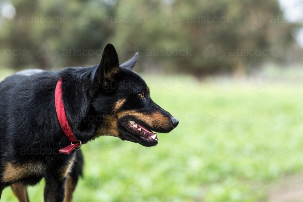 Black and tan kelpie dog with red collar - Australian Stock Image