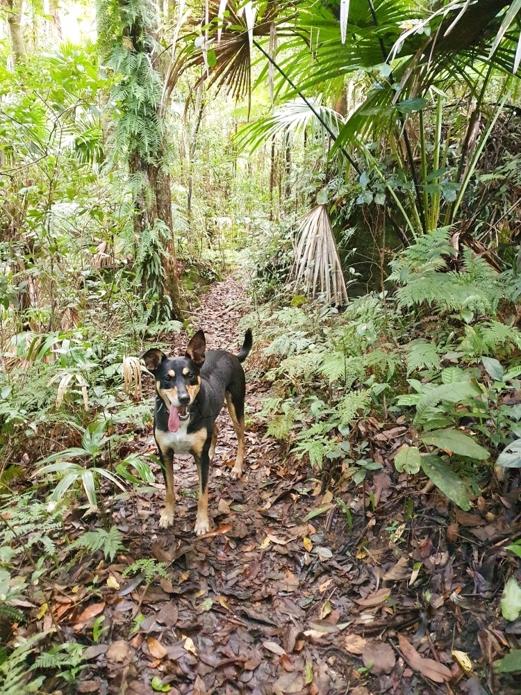 Black and tan kelpie on a bush track - Australian Stock Image