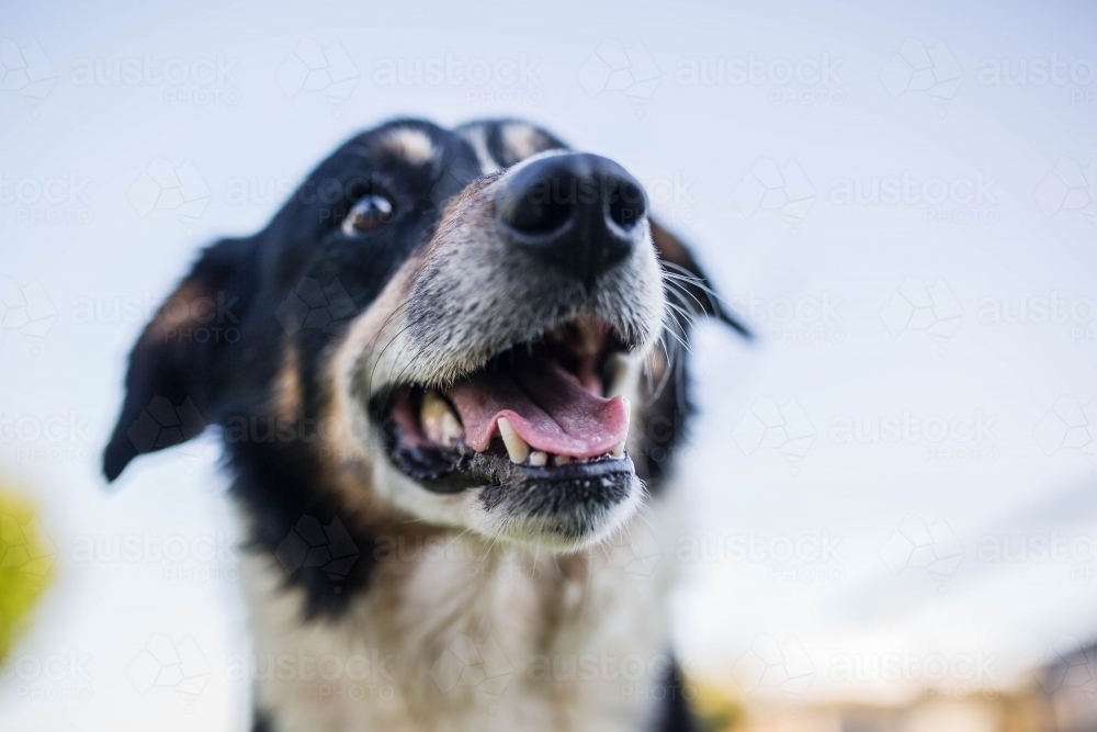 Black and white border collie dog from below with mouth open - Australian Stock Image