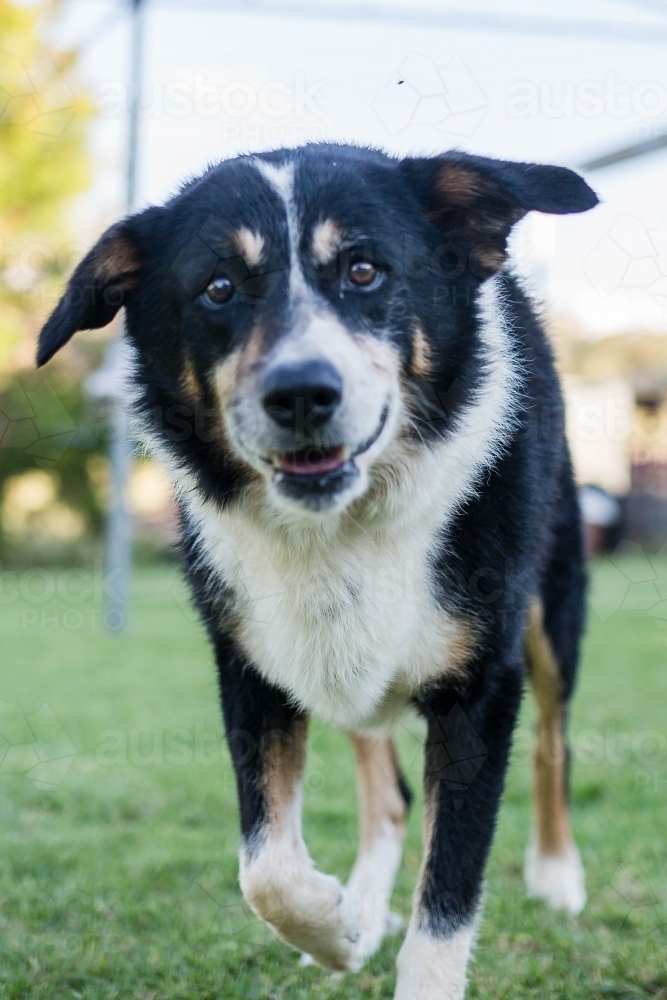 Black and white border collie dog walking - Australian Stock Image