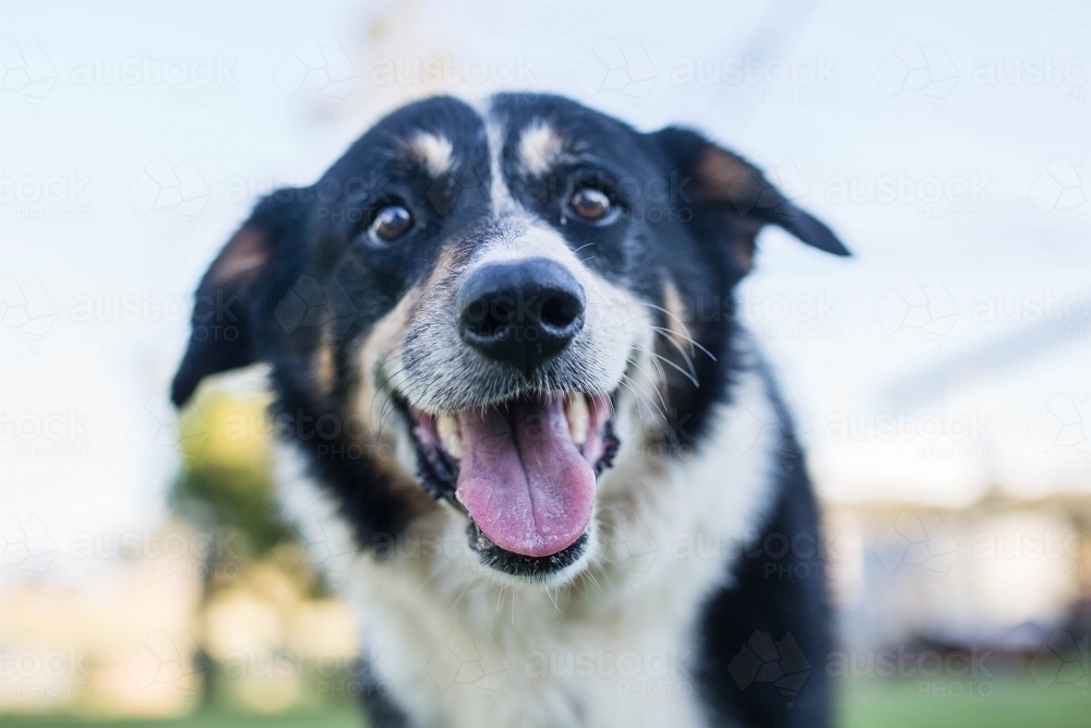 Black and white border collie dog with mouth open - Australian Stock Image