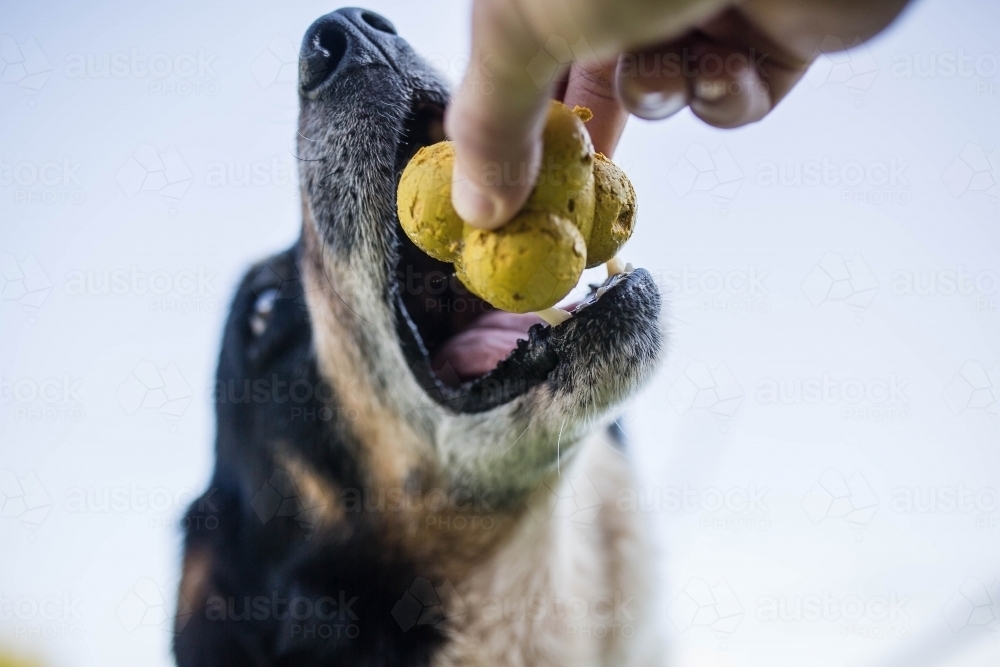 Black and white border collie dog with mouth open taking ball from hand - Australian Stock Image