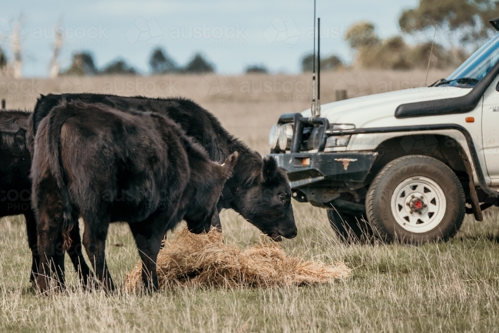 Black Angus cows eating hay. - Australian Stock Image