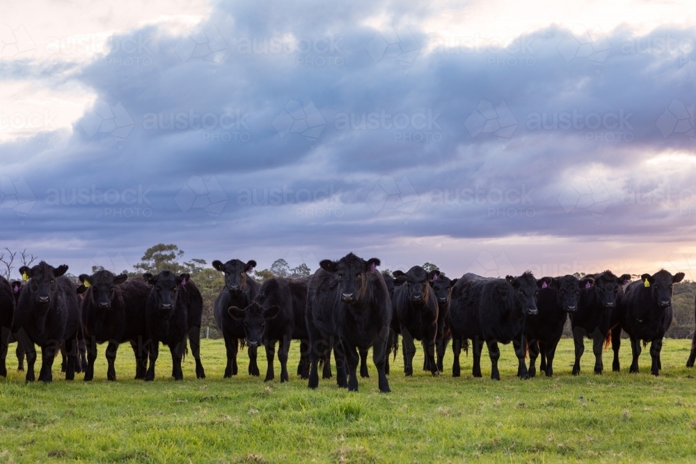 Black Angus cows in green pasture paddock - Australian Stock Image