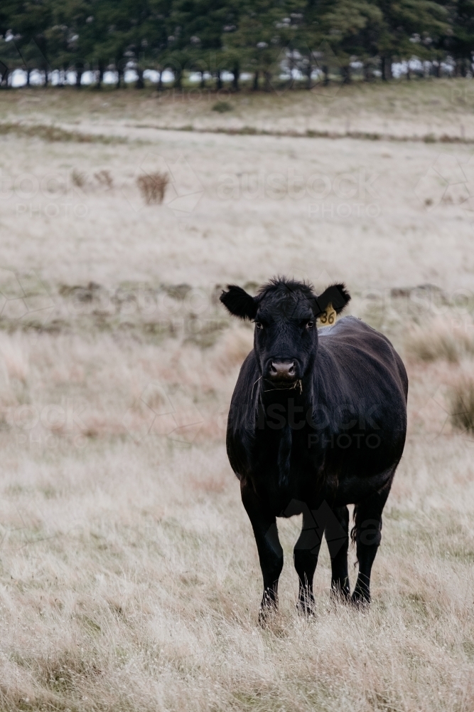 Black angus heifer stands alone in the paddock. - Australian Stock Image