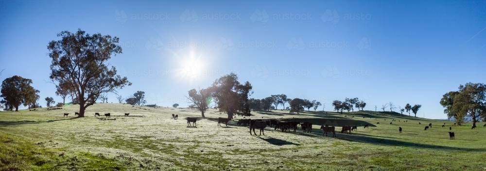 Black cattle in paddock on cold winter morning - Australian Stock Image