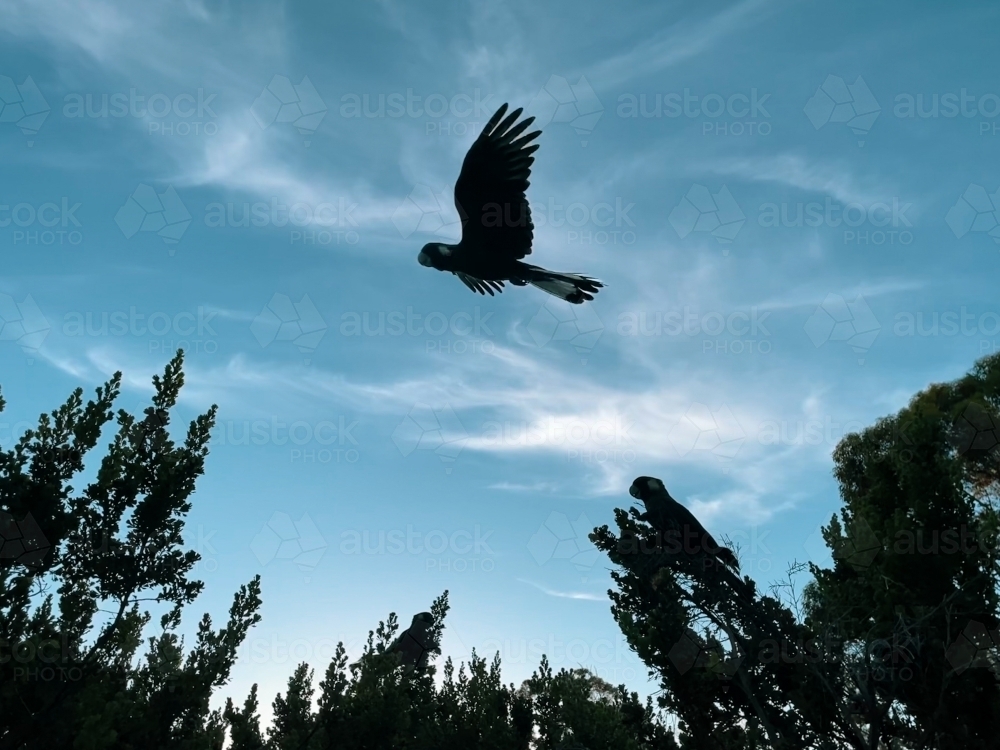 Black Cockatoo in flight through blue sky with trees and two stationary cockatoo silhouettes below - Australian Stock Image