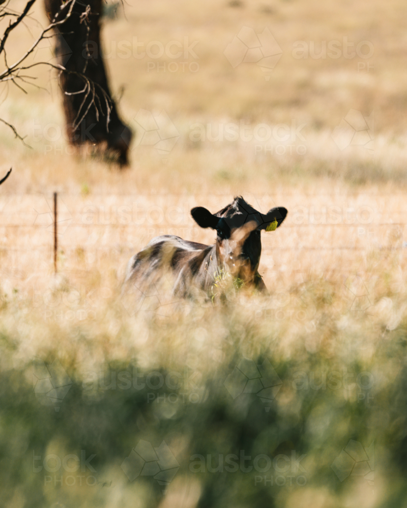 Black cow in a sunlit field of dry, golden grass - Australian Stock Image