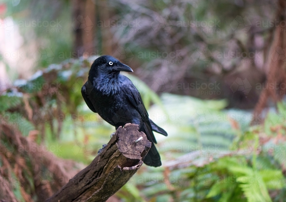 Black crow sitting on branch - Australian Stock Image