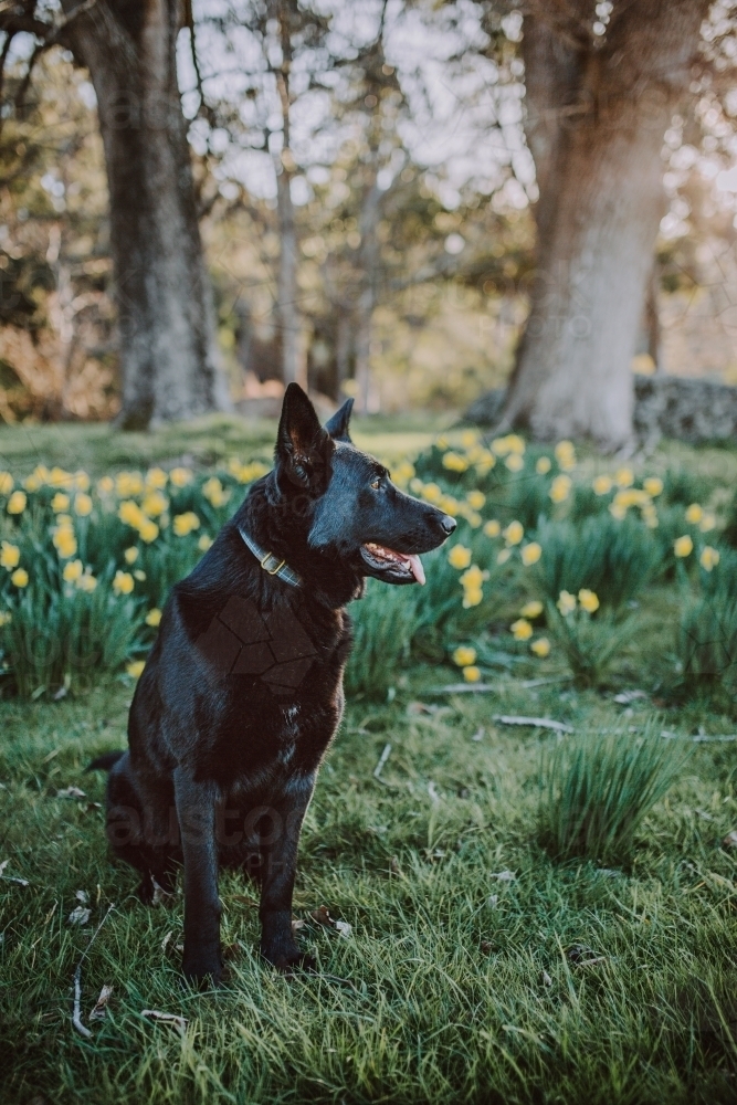 Black dog sitting in a field of daffodils - Australian Stock Image