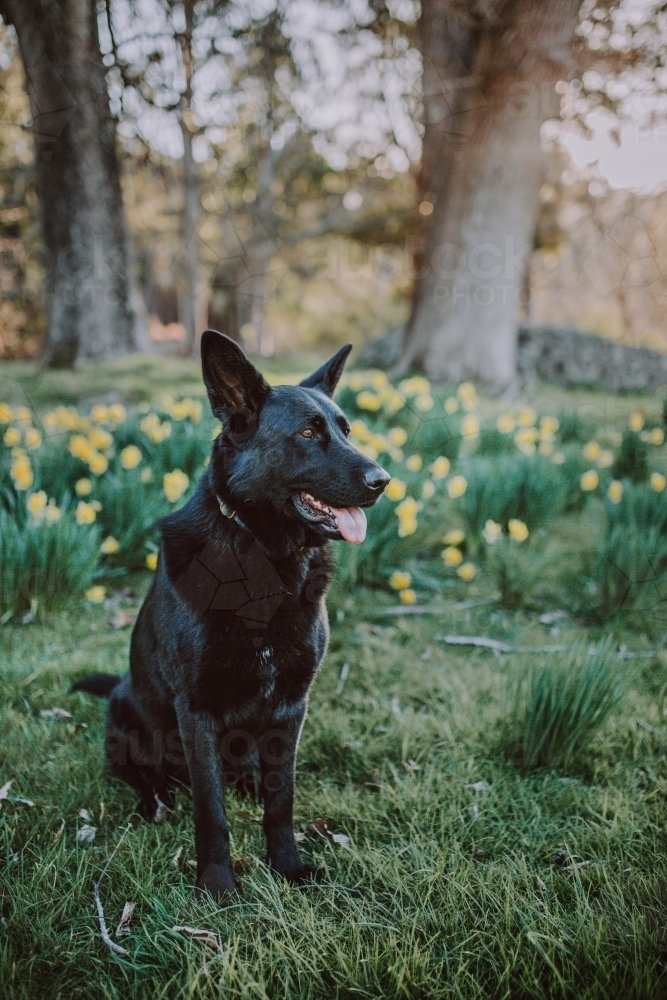 Black dog sitting in a field of daffodils - Australian Stock Image