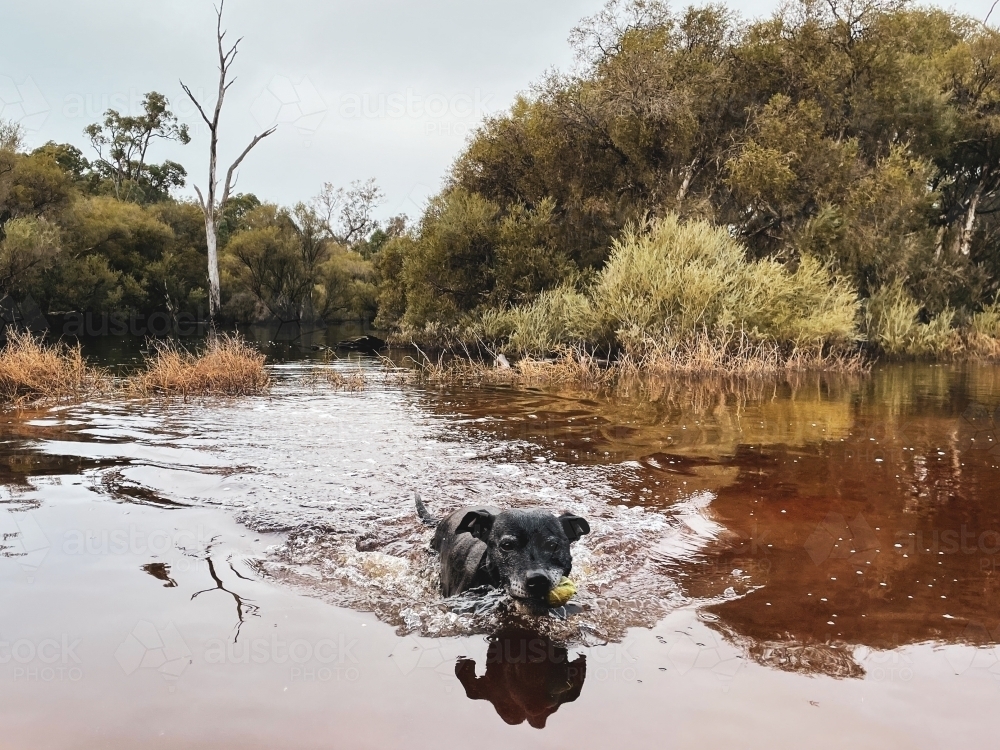 Black Dog swimming in river flood way towards camera  with bush background - Australian Stock Image