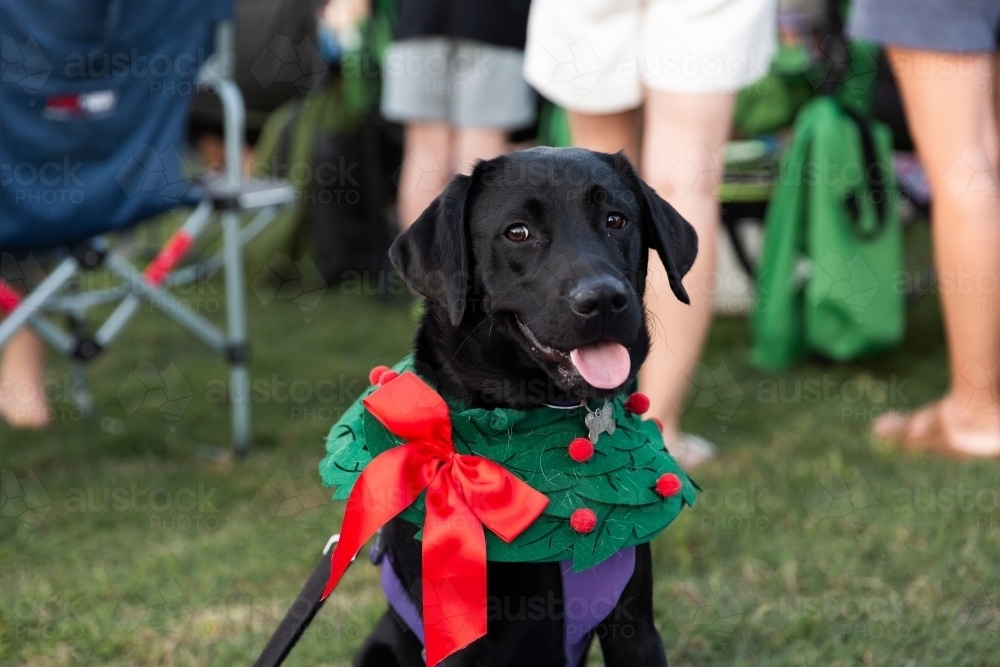 black dog wearing a Christmas wreath at the carols - Australian Stock Image