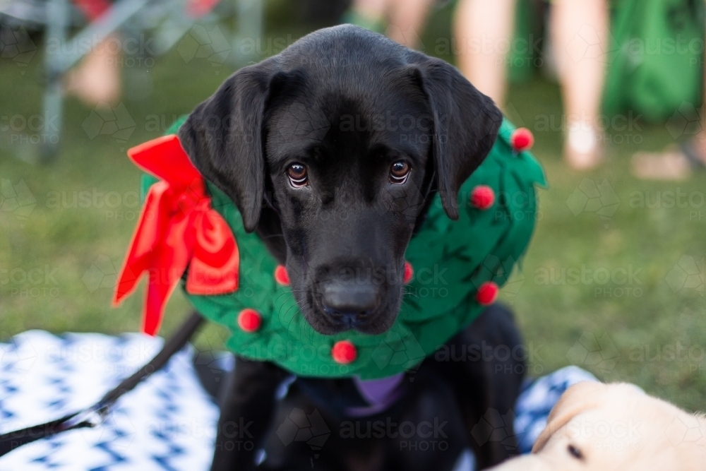 Dogs Barking Christmas Carols 