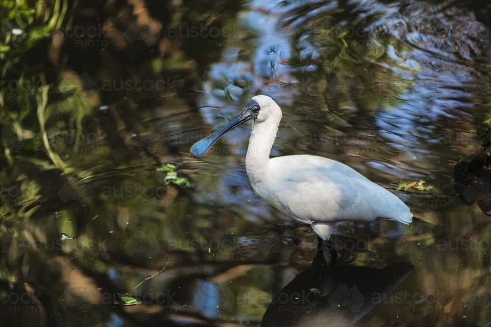 Black-faced Spoonbill - Australian Stock Image