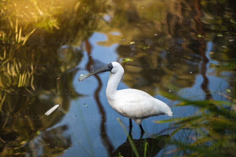 Black-faced Spoonbill - Australian Stock Image