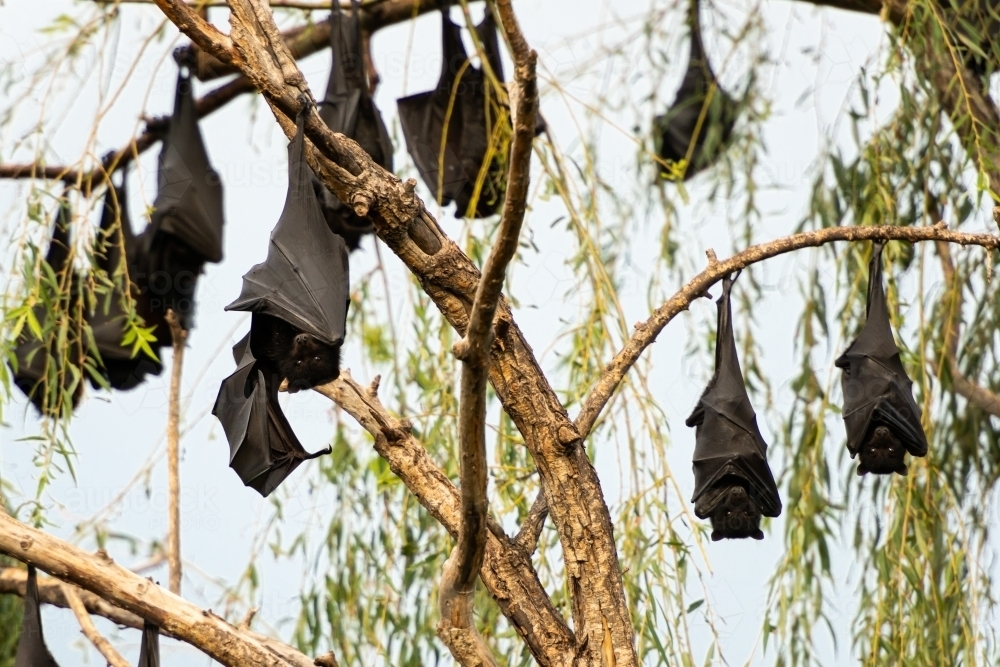 Black flying foxes hanging from trees - Australian Stock Image