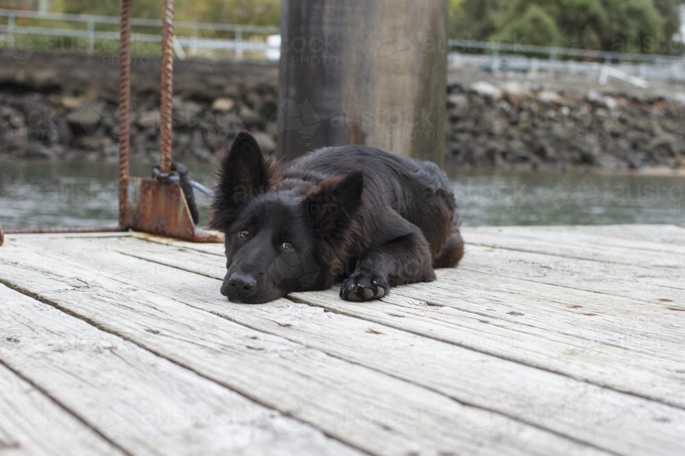 Black German Shepard Puppy lying on Fishing Wharf - Australian Stock Image