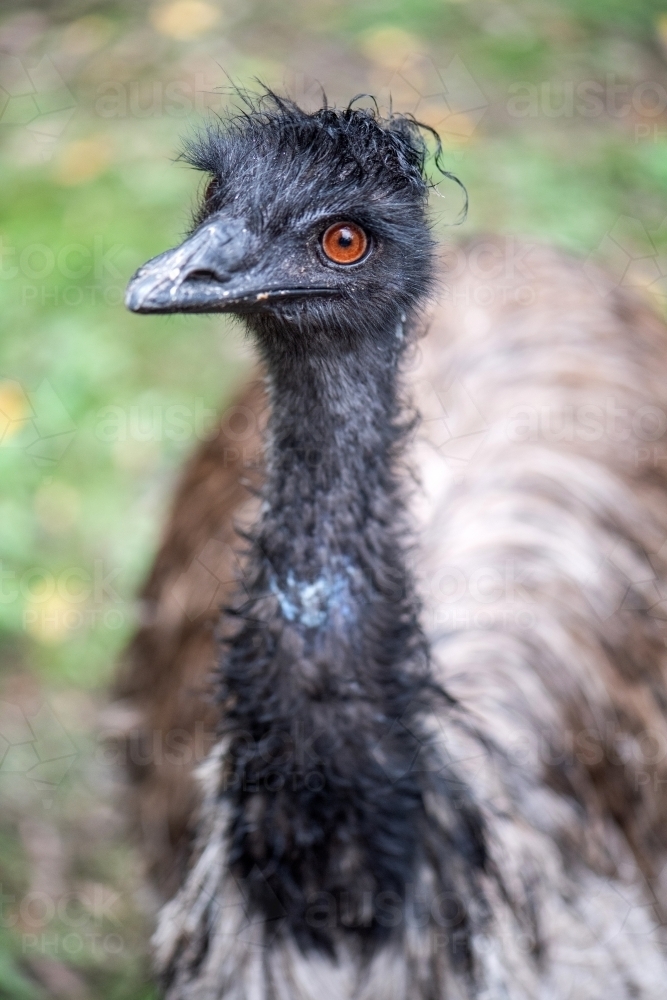 Black headed emu standing alert - Australian Stock Image